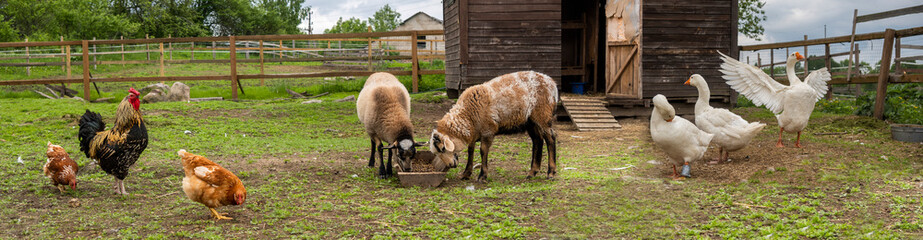 Countryside landscape whis geese, chickens, turkeys graze, sheeps in poultry yard on green grass....