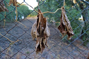 Wires with oil garden background. Withered leaves hanging on wires
