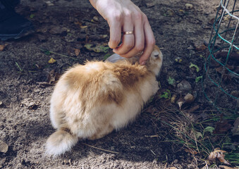 fluffy orange rabbit being pet