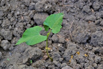 Small green sapling and black soil. The growth of a small bean seedling from the ground.