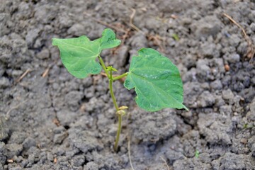 Small green sapling and black soil. The growth of a small bean seedling from the ground.