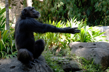 Side portrait chimpanzee asking for food