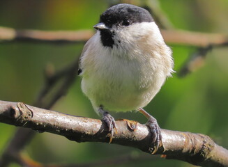 Marsh tit (Poecile palustris) perching on a tree branch with a beautiful spring coloured background.. Common bird posing during spring, with spring coloured background (bright green and yellow).