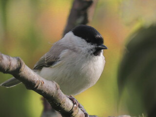 Marsh tit (Poecile palustris) perching on a tree branch with a beautiful spring coloured background.. Common bird posing during spring, with spring coloured background (bright green and yellow).