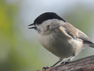 Marsh tit (Poecile palustris) perching on a tree branch with a beautiful spring coloured background, singing. Common bird singin during spring, with spring coloured background -bright green and yellow