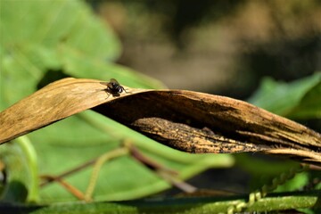 Housefly on the yellow leaves. Big size a housefly settles in a leaf which became dry.