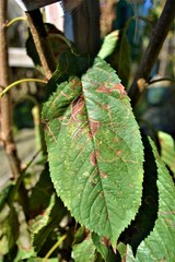 Half green and half dried plants. The fading green leaf. Green and yellow colors are together