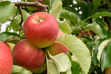 Reife, rote Äpfel, Sorte Gala, hängen an einem Apfelbaum, Hagnau am Bodensee, Baden-Württemberg, Deutschland