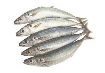 Round scad fish or mackerel scad isolated on white background