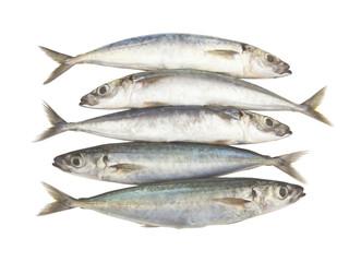 Round scad fish or mackerel scad isolated on white background