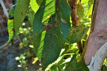 Half green and half dried plants. The fading green leaf. Green and yellow colors are together