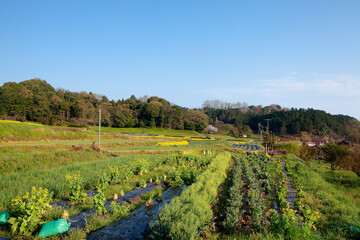 Fototapeta premium 明日香村