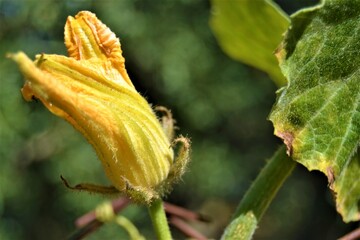 Yellow and squash blossoms with its leaves. Close-up photo and flower of pumpkin with blurred background and leaves