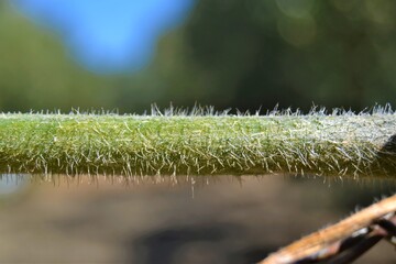 Green and prickly pumpkin branch. Close-up pumpkin branch and background blur and garden of oil trees