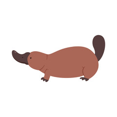 Australian platypus. Vector flat illustration animal isolated on white background