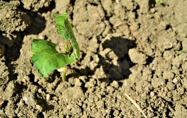 Small green sapling and black soil. The growth of a small bean seedling from the ground.