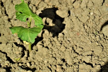 Small green sapling and black soil. The growth of a small bean seedling from the ground.