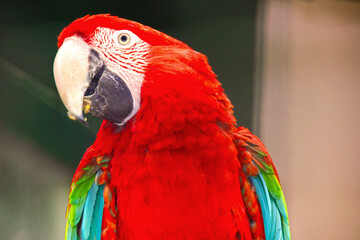 perroquet rouge, gros plan ara rouge