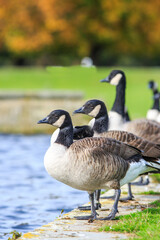 Flock of Canada Gesse (Branta canadensis) standing side by side at the waters edge with selective focus on goose in the foreground.
