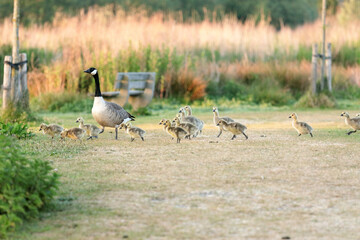 Canada goose with many chicks crossing  a path