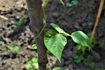 Green ivy wrapped around the branch. Green bean sapling wrapped around a wooden tree branch. Close up photo.