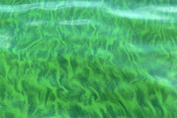 Bloom of green algae in a freshwater lake