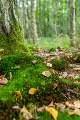 Beautiful green forest glade covered with moss with mushroom and yellow leaves. Space for message.