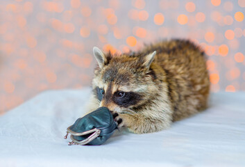 Raccoon stole a wallet and tries to open it, against the background of multi-colored lanterns....