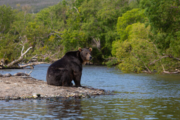Kamchatka, from the series bears of the Kuril Lake