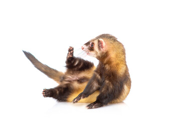 A black-and-brown ferret puppy fell down comically on its back. Isolated on white background