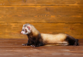 Little fluffy ferret lies on the wooden floor of the house and licks its lips