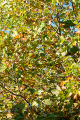 Fototapeta premium Couleur automnale du platane à feuilles d'érable - Gard - France