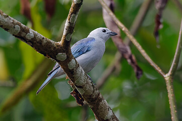 Blue-gray tanager (Thraupis episcopus) at Tortuguero National Park, Costa Rica
