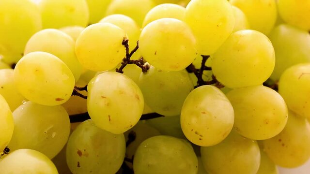 Close up de uvas no cacho