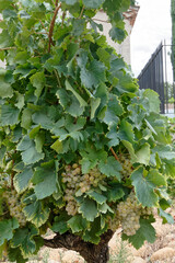 Vigne et raisins blancs Chardonnay - Gard - France