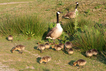 Pair of Canada geese with 12 chicks