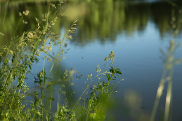Wild grass on the lake. Evening. Mosquitos fly over the grass. Blurred background.