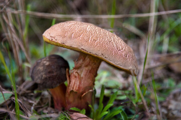 Edible mushroom in autumn forest. Edible red-brown fungi in forest, surrounded by green grass. Shallow depth of field, soft focus on the cap
