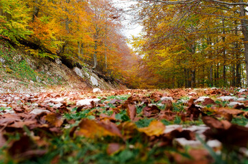 Autumn in the park with leaves on the ground