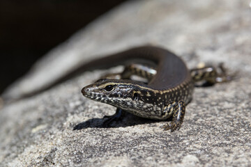 Close up photo of an Eastern Water Skink