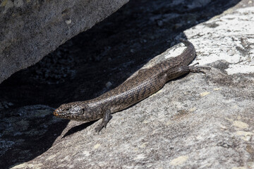Cunningham's Skink basking outside it's rock crevice refuge