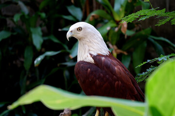 close up picture of Bondol eagle or Elang Bondol in Indonesia