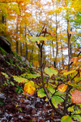 Autumn in the forest