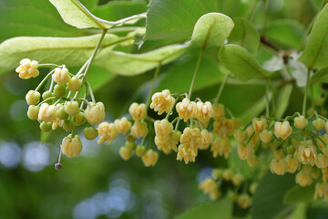 菩提樹