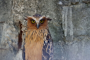 close up picture of eagle owl