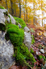 Muschio verde sulla roccia nel bosco autunnale