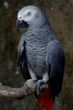 close up picture of african grey parrot