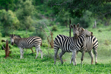 Fototapeta na wymiar Two zebra stallions engage into a territorial fight during lush green summer in Kruger Park with another zebra looking at it. Equus quagga
