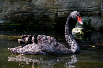 Obraz premium close up picture of black swan swimming on a pond