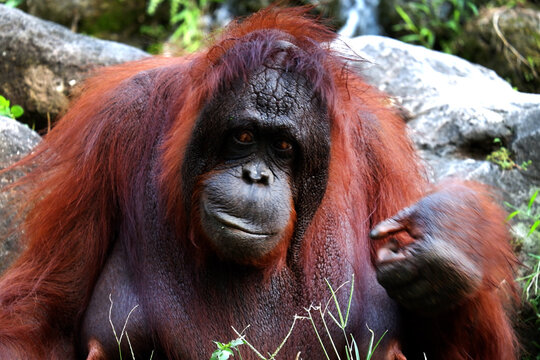 close up picture of female orangutan